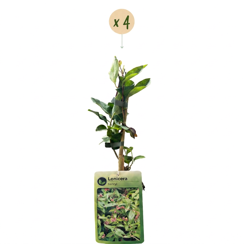 4x Lonicera henryi - Henrys kamperfoelie - Geel - Rood - Klimplant - Ø9cm - ↕35cm