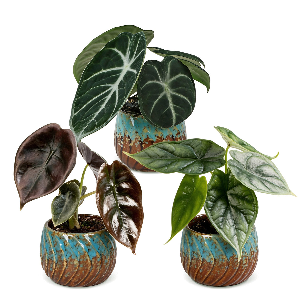 3x Baby Alocasia Tricolour - Red - Green - Black - Tropical - incl. Copper Reef - Ø6cm - ↕12cm