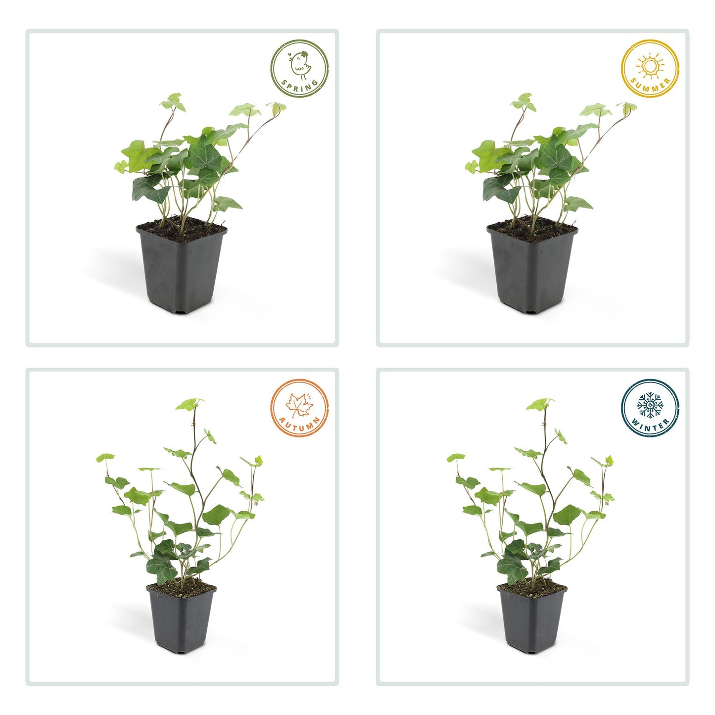 12x Ivy (Hedera Hibernica) - ↕10-25cm - Ø9cm