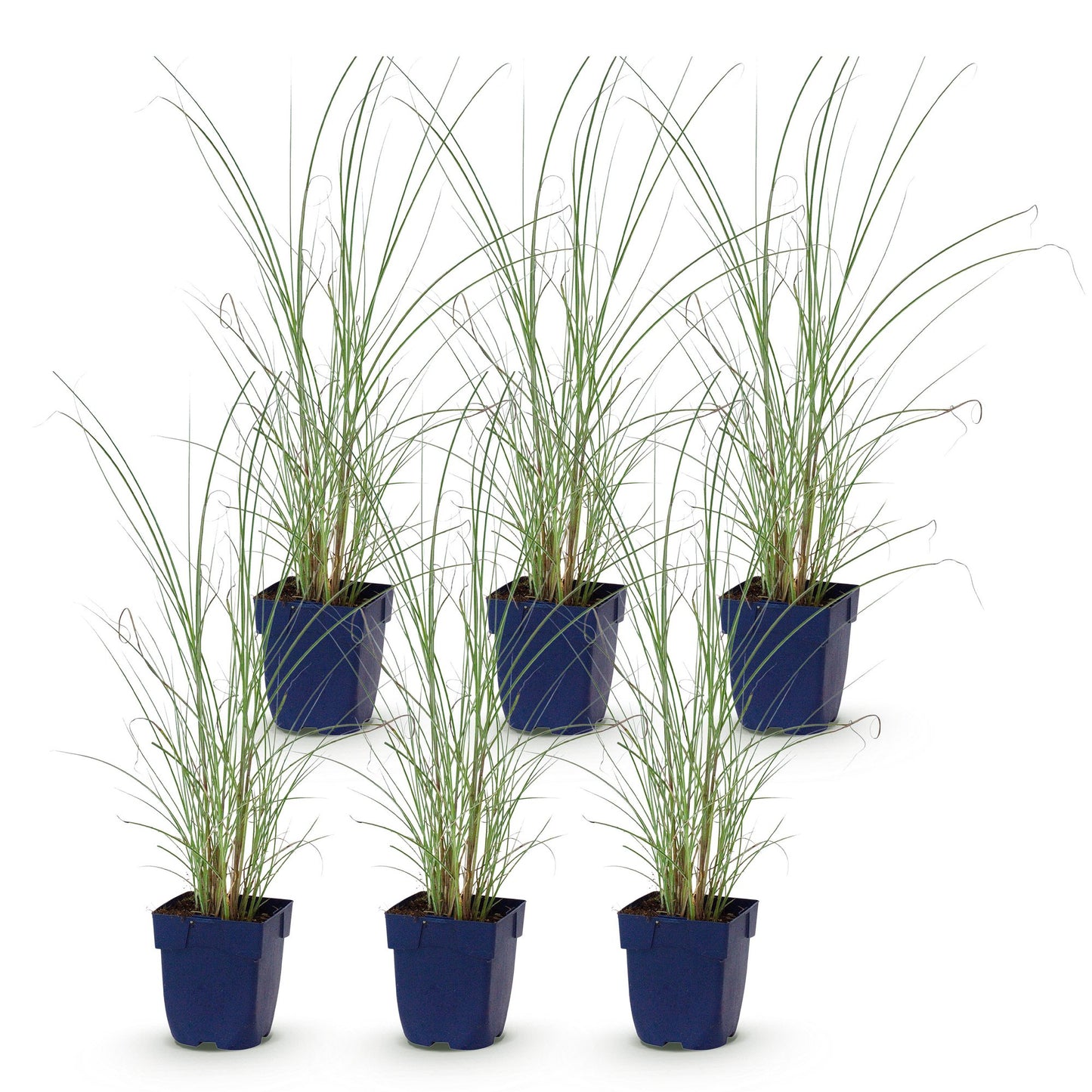 Grassen - Miscanthus sin. Morning Light - Pampusgras - Met Pluim - Zilver - 6 Planten - Pot 11cm - Hoogte 15-25cm