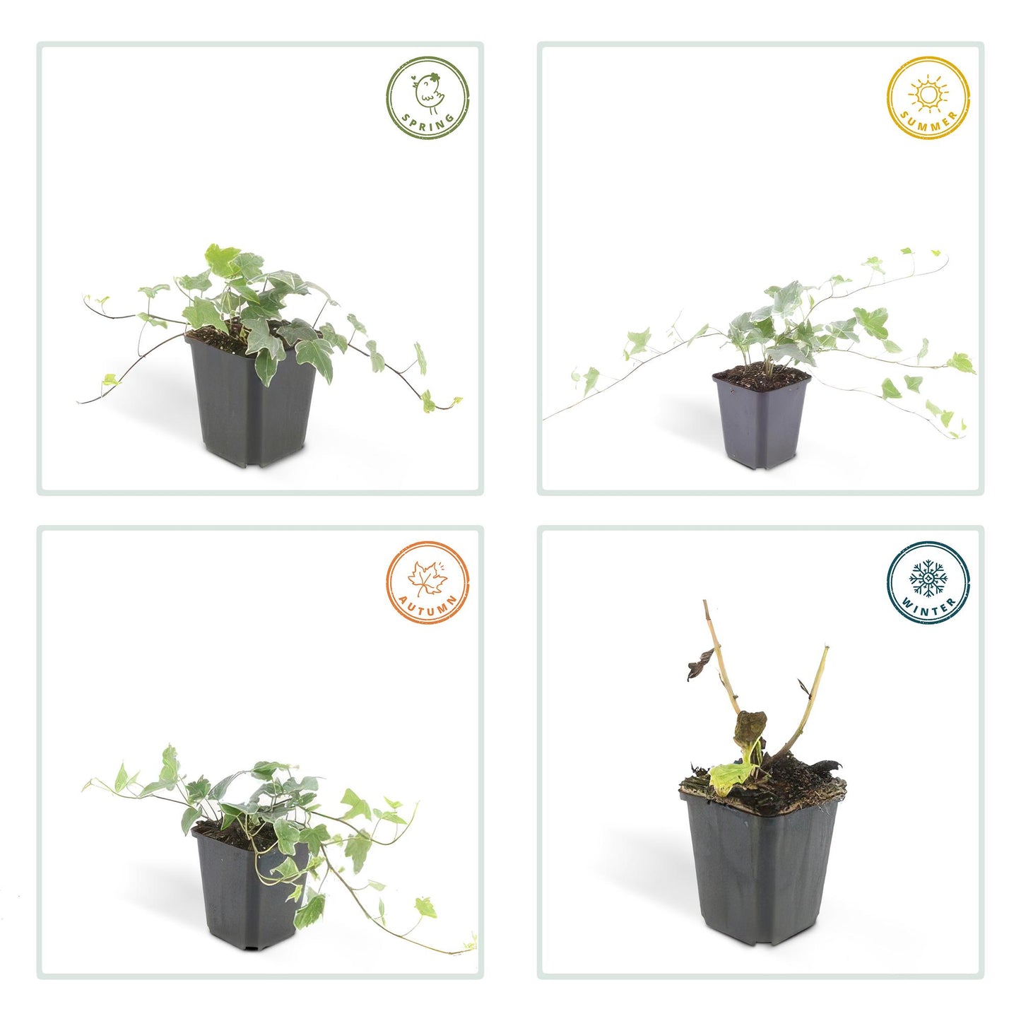 12x Common Ivy 'Glacier' - ↕10-25cm - Ø9cm
