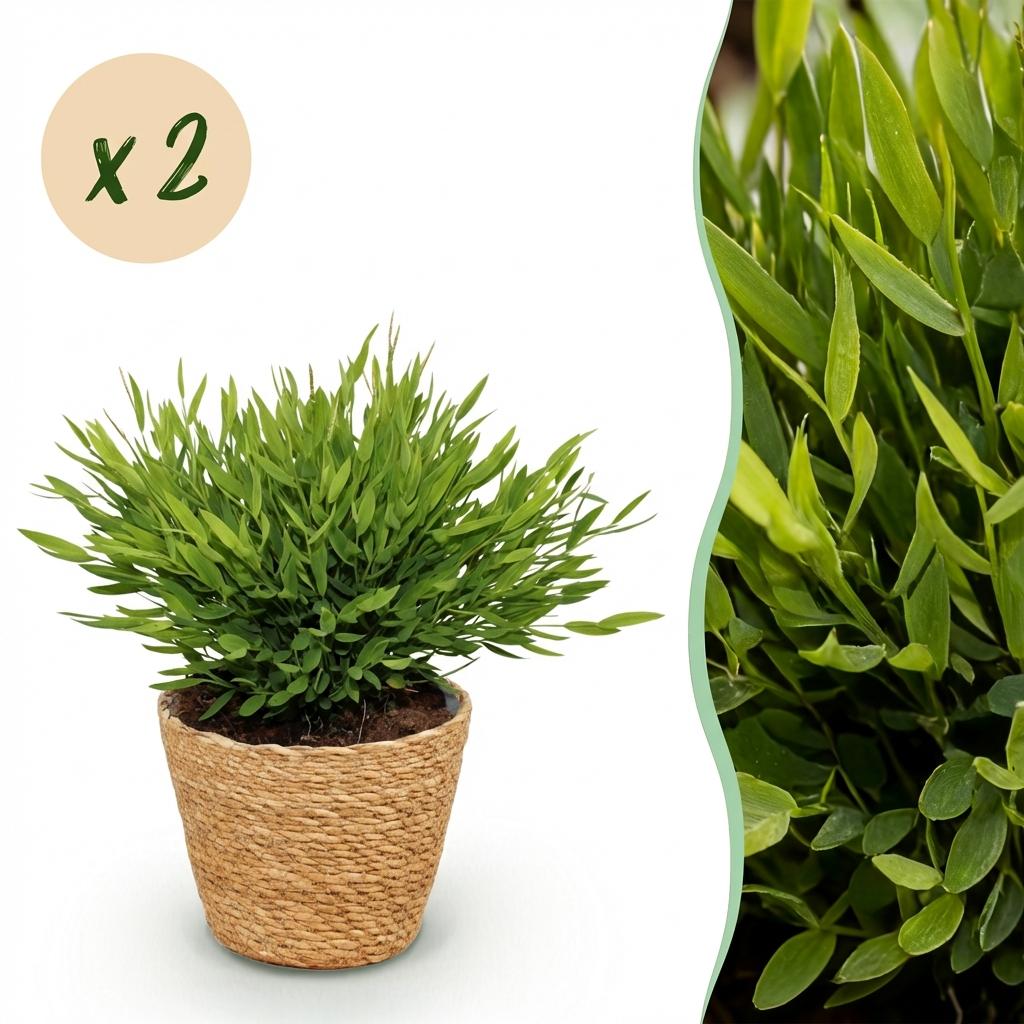 Houseplant - Bamusa Pogonatherum Monica - Bamboo Grass - Pet-Friendly Plant - Green - 2 Plants - with Basket - Pot 12cm - Height 20cm