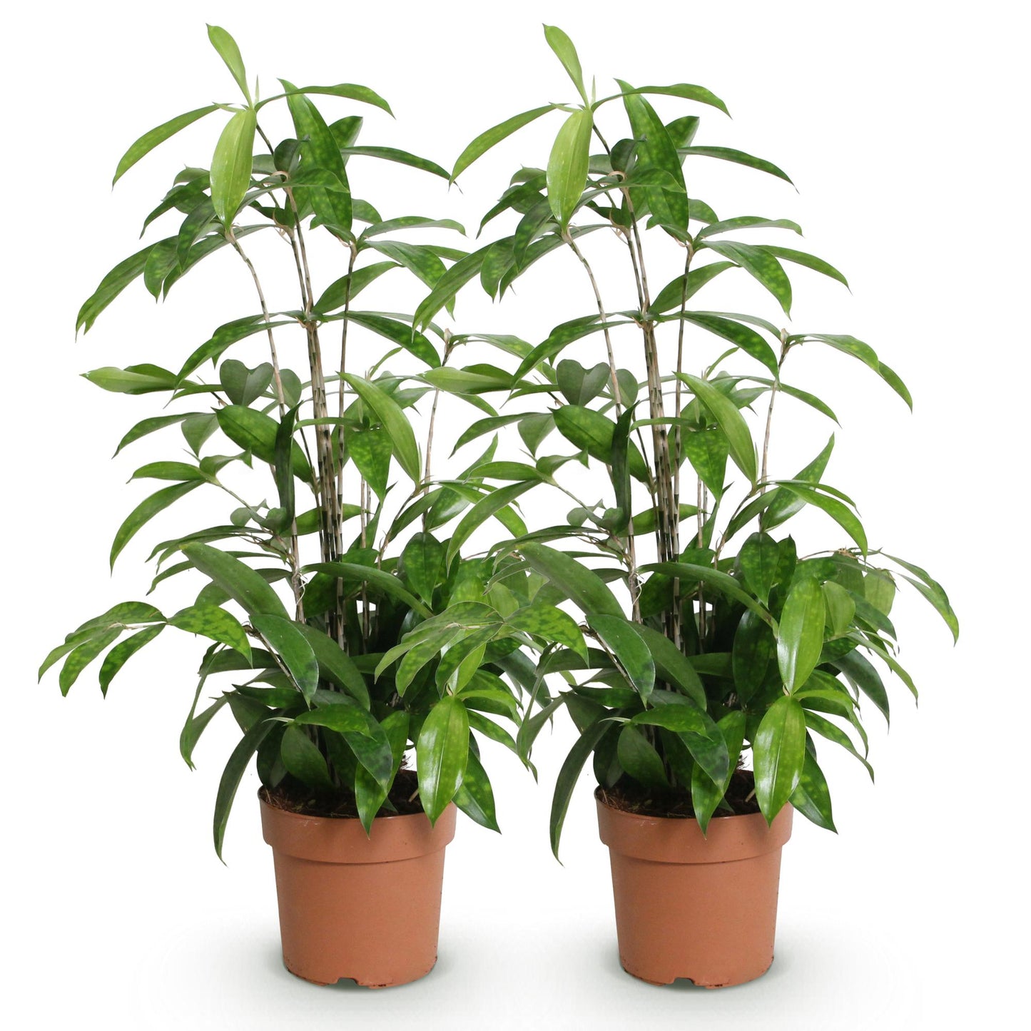 Green BoutiQ - Green is... Houseplants - Dracaena surculosa - Dragon tree - Low maintenance - Green - 2 Plants - Pot 17cm - Height 60-70cm