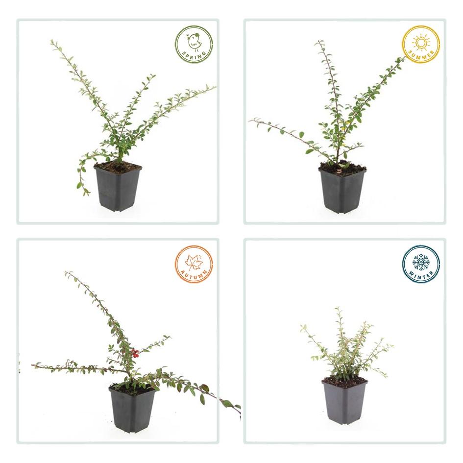24x Cotoneaster suec. 'Coral Beauty' - ↕10-25cm - Ø9cm