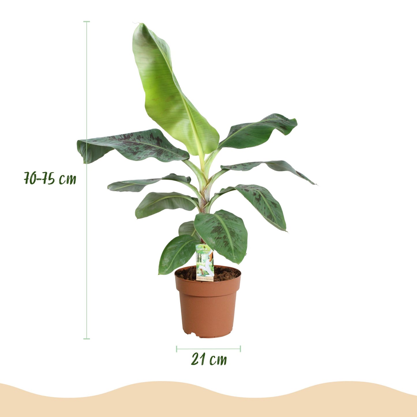 Green is... Houseplants - Musa acuminata Dwarf Cavendish - Banana plant - Low maintenance - Green - 1 Plant - Pot 21cm - Height 70-75cm