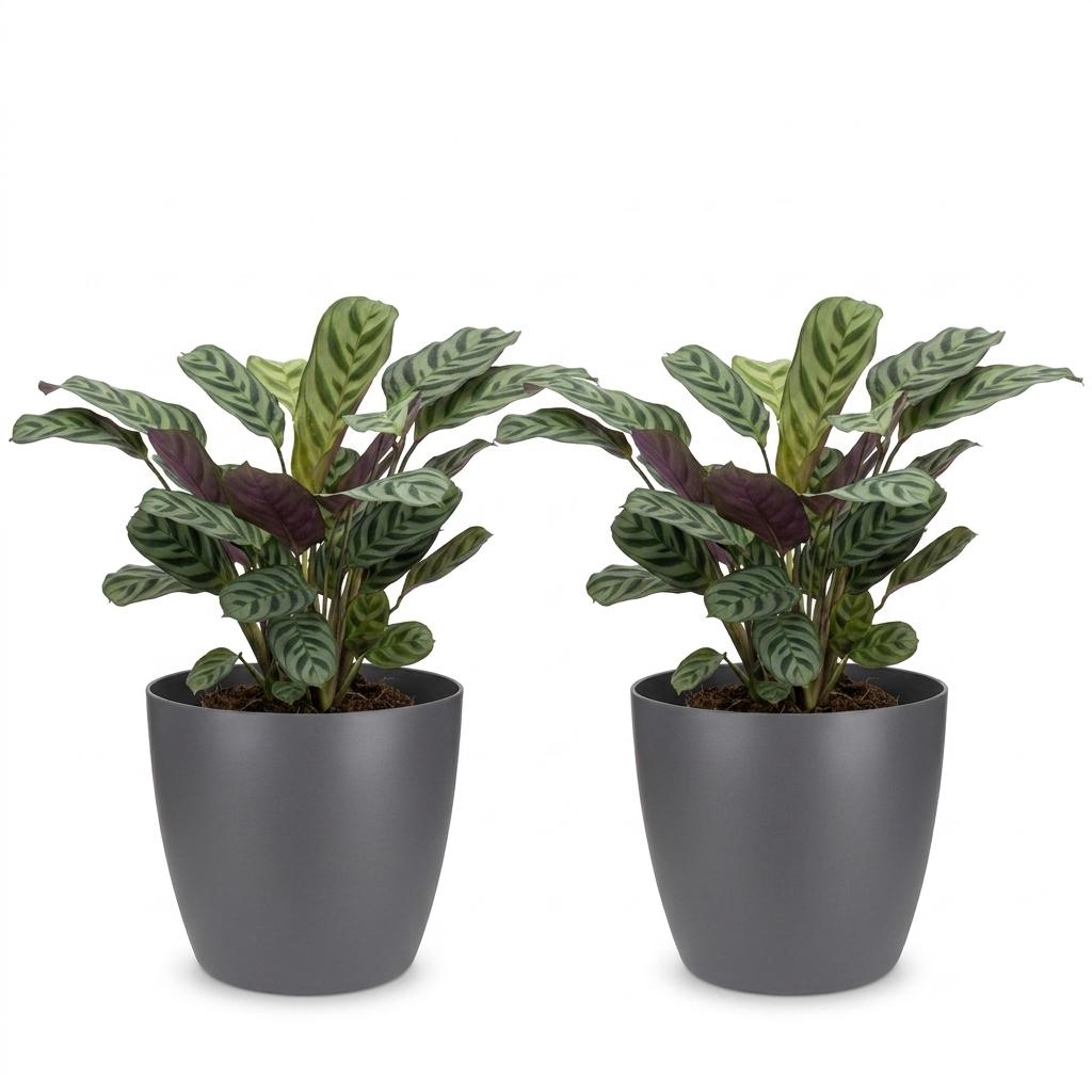 Ctenanthe Burle-Marxii - Fishbone Prayer Plant - 2 Plants - with Grey Pot - Pot 12cm - Height 30cm