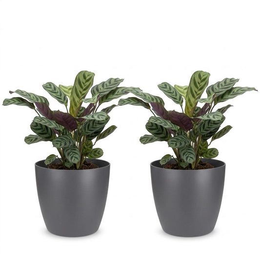 Ctenanthe Burle Marxii - Visgraatplant - 2 Planten - met Potter Grijs - Pot 12cm - Hoogte - 30cm