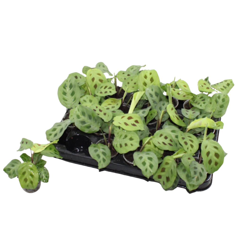 Maranta leu. 'Kerchoveana' - Pianta della preghiera - Verde - Tropicale - Ø6cm - ↕12cm