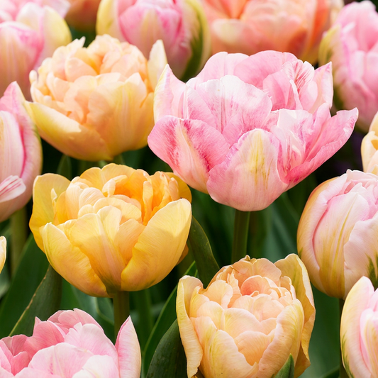 96x Tulipa Peaches & Kisses - Tulip Roses & Kisses - Miscellaneous - Spring flowering - Bulb size 11/12