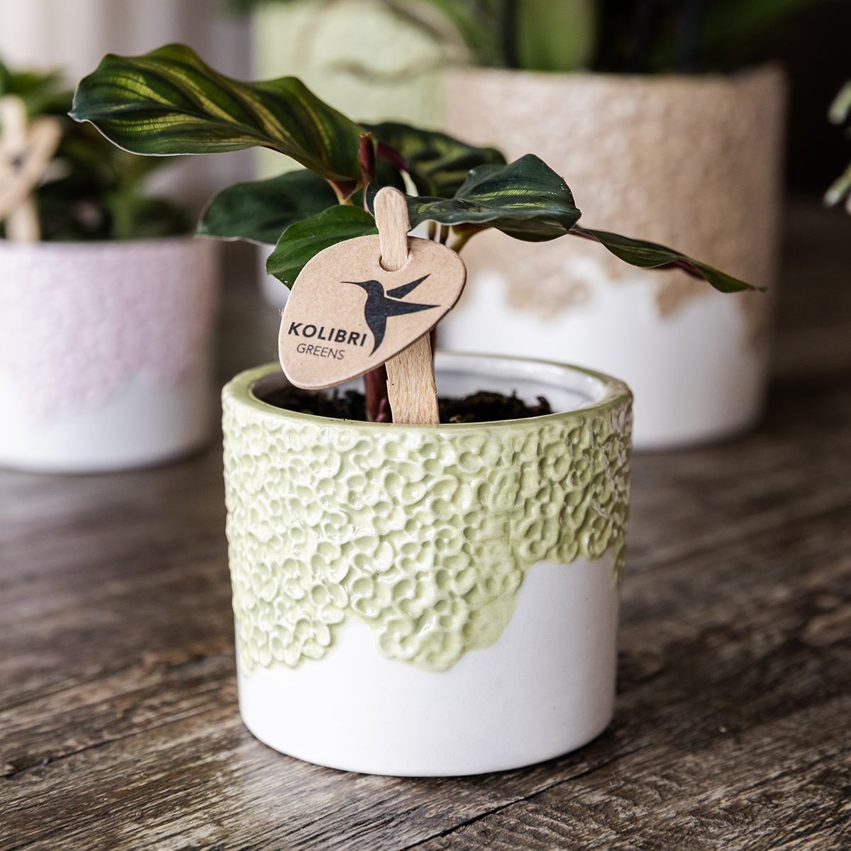 Kolibri Company | Set di piante Bloom Green | Orchidea gialla Albenga 9cm + piante verdi incl. vasi decorativi