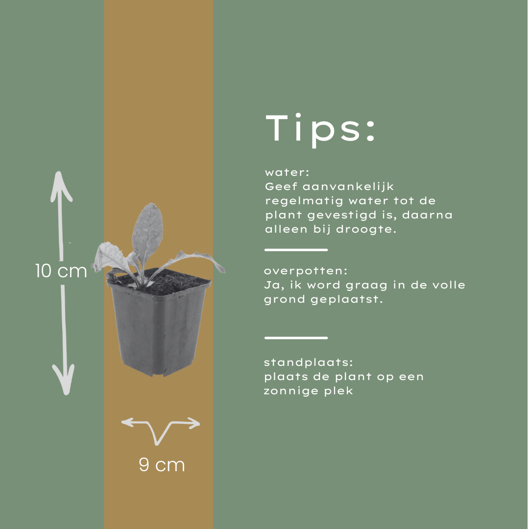 60x Echinops ritro - ↕10-25cm - Ø9cm