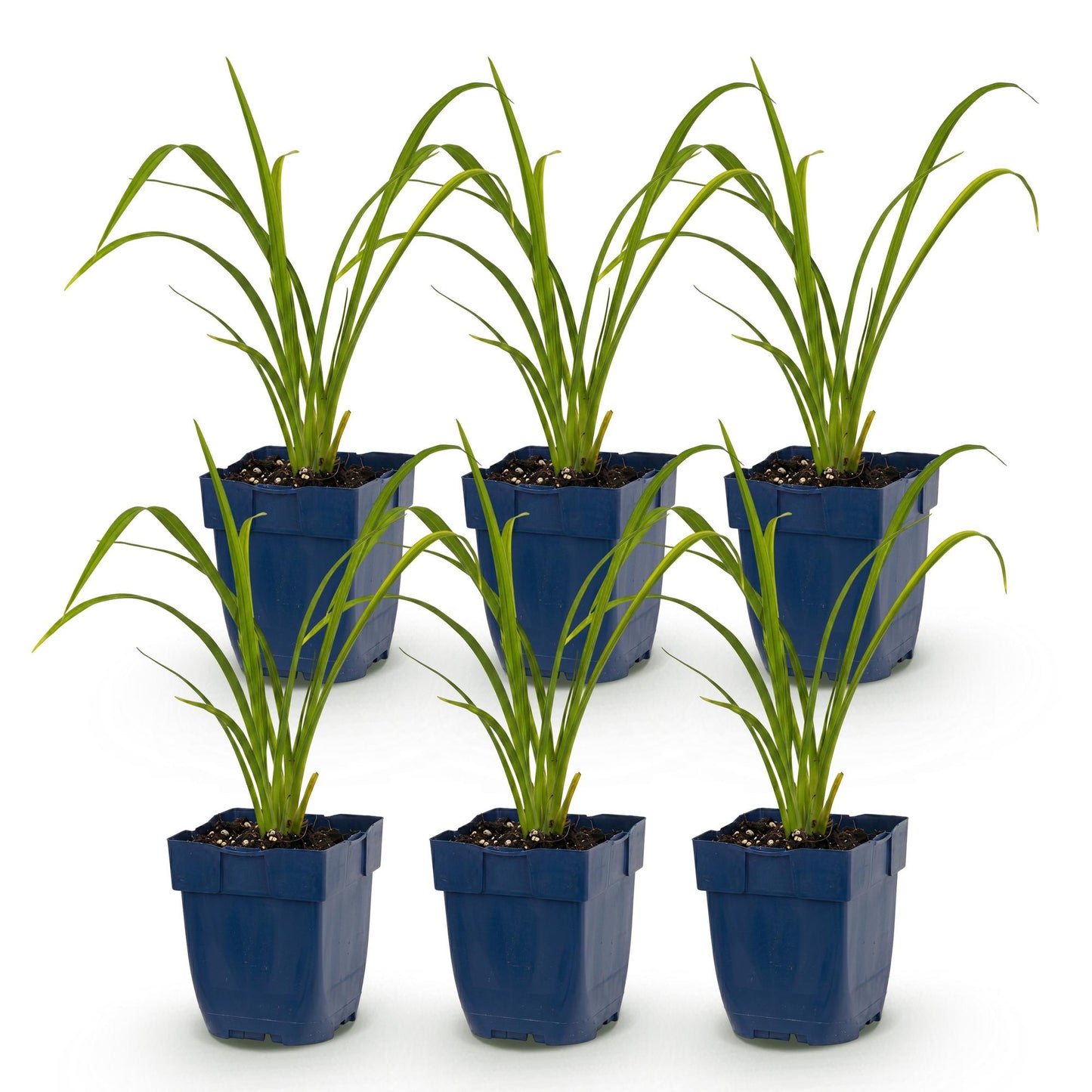 Green boutiQ - Plante vivace - Hemerocallis Mauna Loa - Hémérocalle - Attire les abeilles et les papillons - Orange - 6 Plantes - Pot 11cm - Hauteur 15-25cm