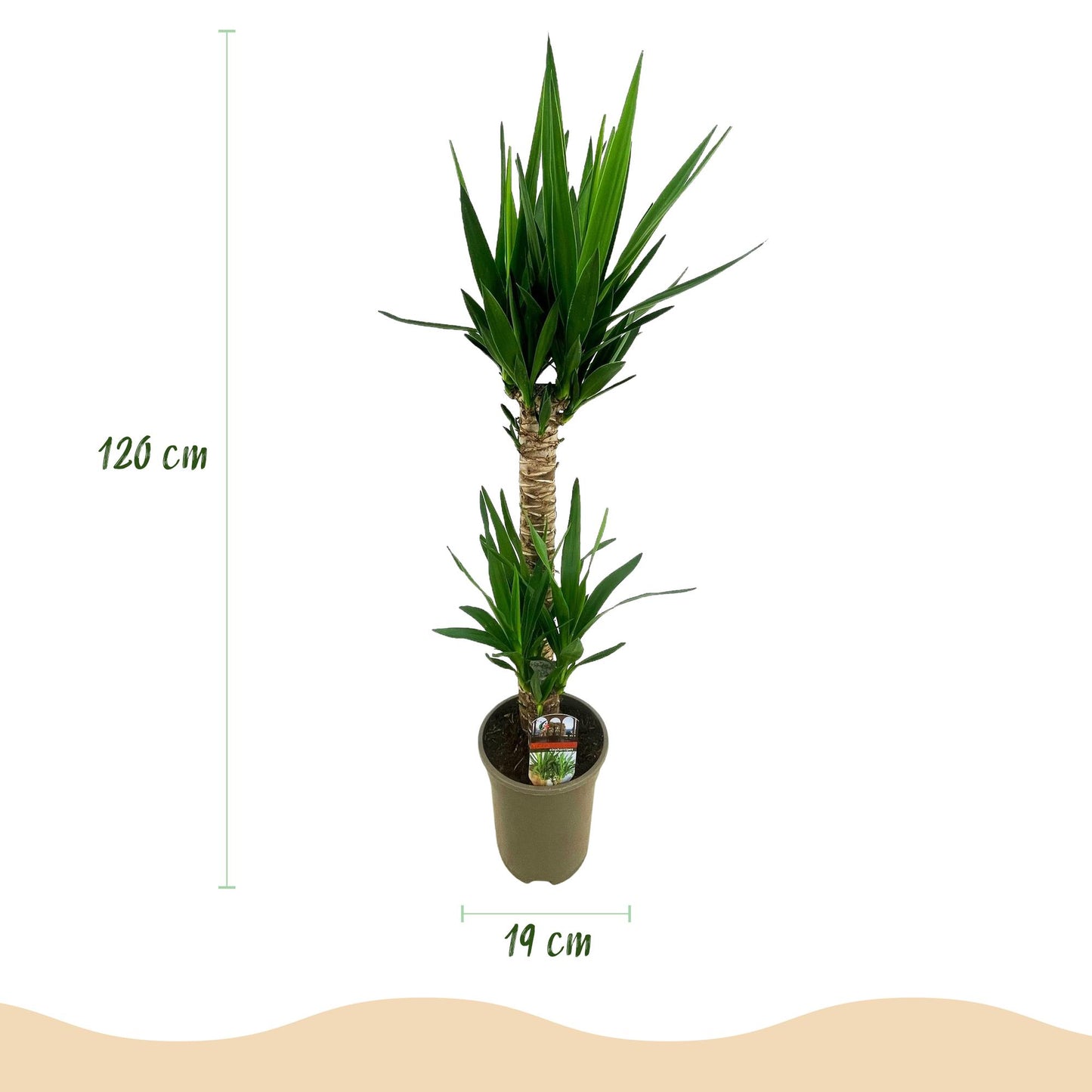 Green boutiQ - Houseplant - Yucca elephantipes - Yucca - Low maintenance - Green - 1 - Pot 19cm - Height 95cm