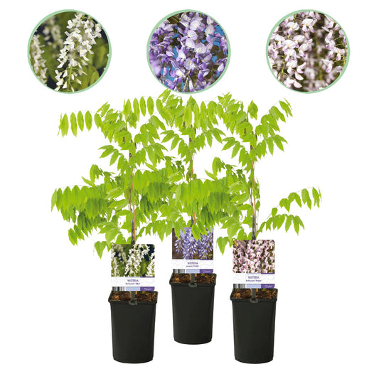 Green boutiQ - Wisteria - Wisteria floribunda Tricolour - Flowers Blue Pink White - 3 plants - Pot 11cm Height 40cm