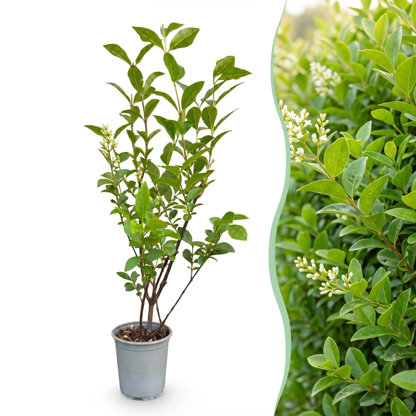 Green boutiQ - 16x Ligustrum ovalifolium - Common Privet - Hedge Plants - Evergreen - Green - Pot 9cm - Height 35-45cm