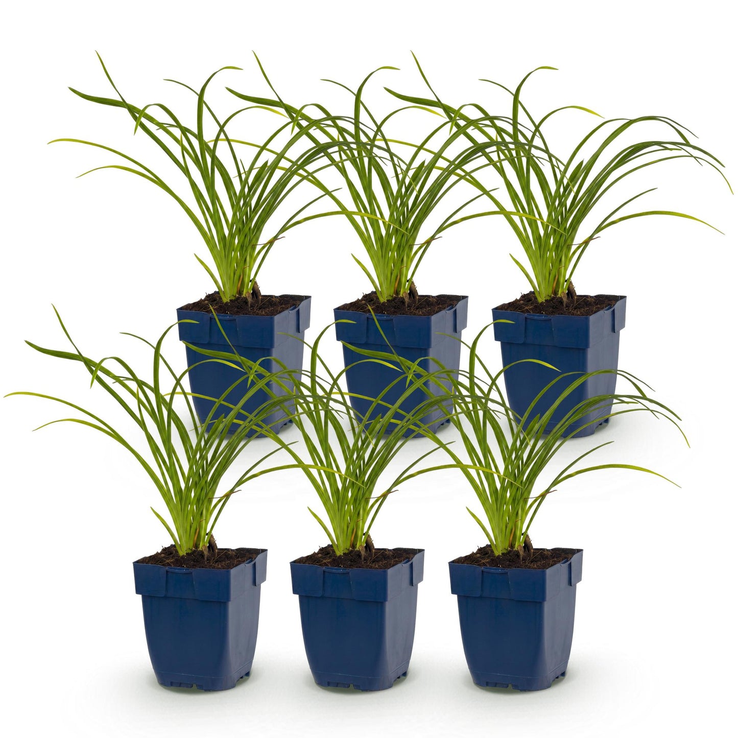 Green boutiQ - Plante vivace - Hemerocallis Stella d'Oro - Lis d'un jour - Attire les abeilles et les papillons - Jaune - 6 Plantes - Pot 11cm - Hauteur 15-25cm