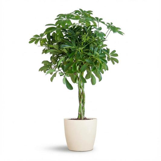 Schefflera Arab Nora with Potter white - 70cm - Ø21