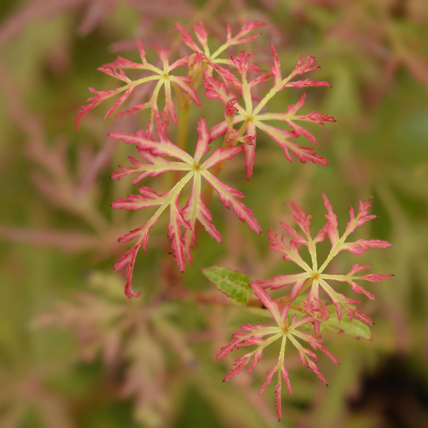 Tuinplant - Acer palmatum Seiryu - Groen 3 Planten - Bladverliezend - Weinig Onderhoud  - Pot 12cm Hoogte 35cm