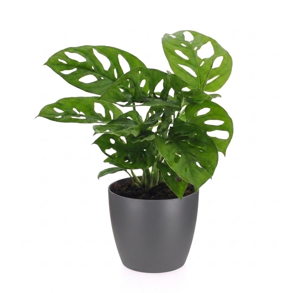 Monstera Adansonii - Rhaphidophora Tetrasperma - 1 Plant - met Potter Grijs - Pot 12cm - Hoogte - 25cm