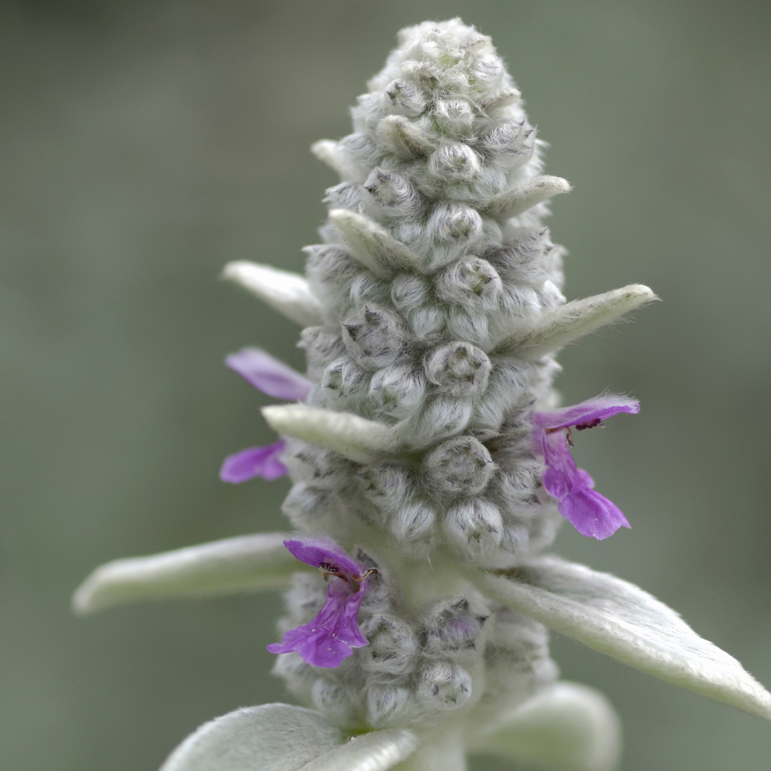 24x Lamb's Ear - ↕10-25cm - Ø9cm
