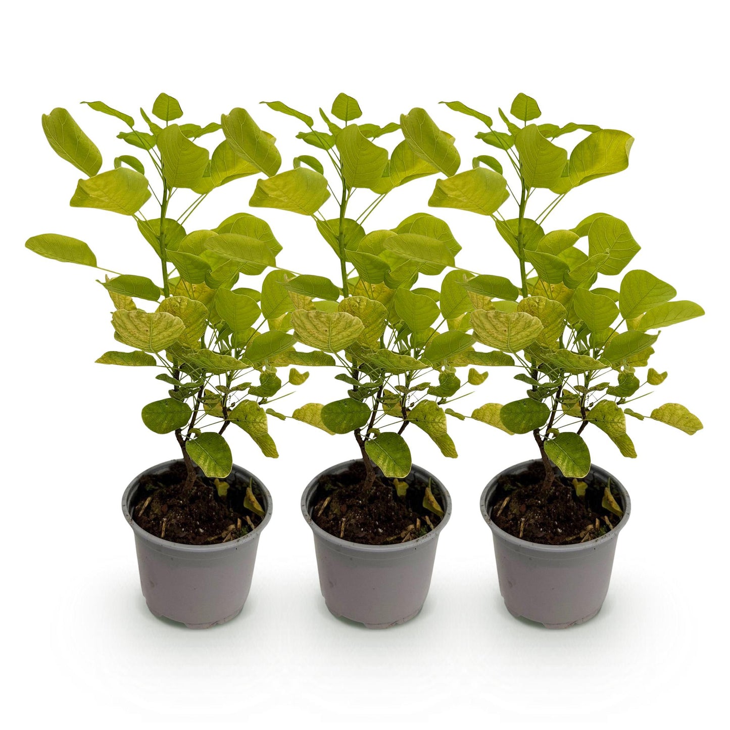 Green boutiQ - Tuinplant - Cotinus coggyria Golden Spirit - Geel - 3 Planten - Bladverliezend - Weinig Onderhoud - Pot 12cm Hoogte 35cm