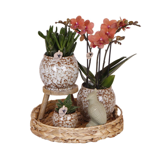 Compagnia di colibrì | Set regalo Natura selvaggia | Set di piante con orchidea Phalaenopsis rossa e piante grasse, incl. vasi decorativi in ​​ceramica
