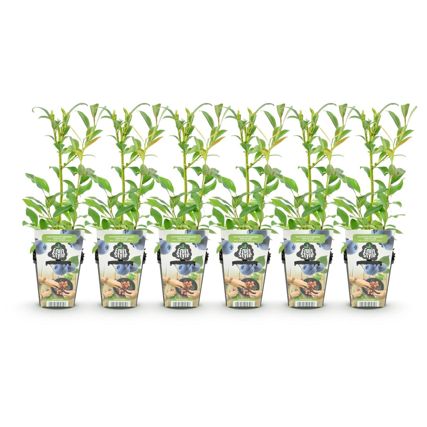 Fruit Plants - Blueberry - Vaccinium corymbosum Northland - Hardy - 6 Plants - Pot 9 cm - Blueberry
