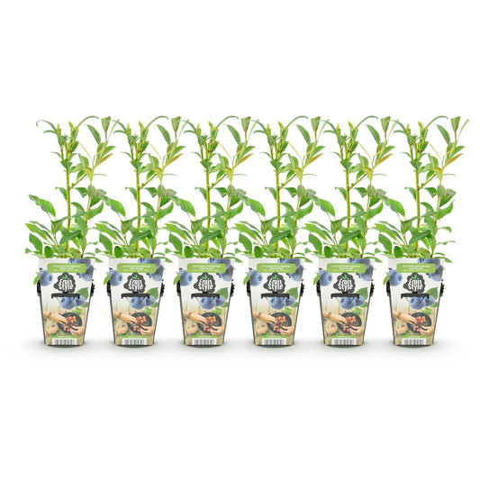 Fruitplanten - Blauwe Bes - Vaccinium corymbossum Northland - Winterhard - 6 Planten - Pot 9 cm - Blauwe Bes