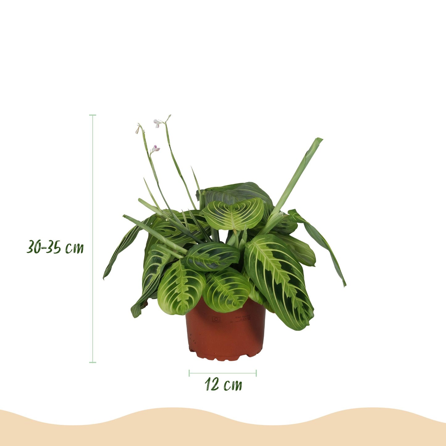 Pianta d'appartamento - Maranta Fascinator Lemon Lime - Pianta della preghiera - Pianta pet-friendly - Verde - 1 Pianta - con Vaso Grigio - Vaso 12cm - Altezza 25cm