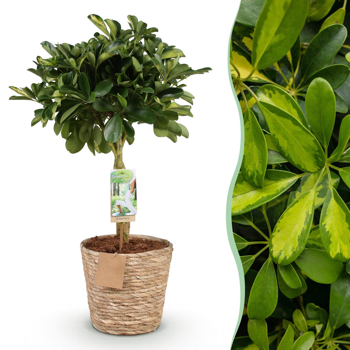 Green boutiQ - Green is… Houseplants - Schefflera Gold Capelle - Finger tree - Low maintenance - with basket - Green - gold - 1 Plant - Pot 21cm - Height 70-81cm