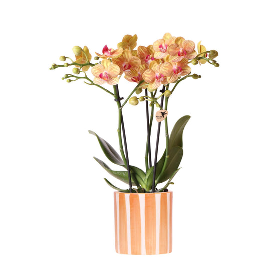 Kolibri Orchids | Orchidea Phalaenopsis Arancione - Giamaica + Vaso a Strisce Dipinte Arancione - Dimensioni del Vaso Ø9cm | Pianta da Appartamento Fiorita - Fresca dal Coltivatore