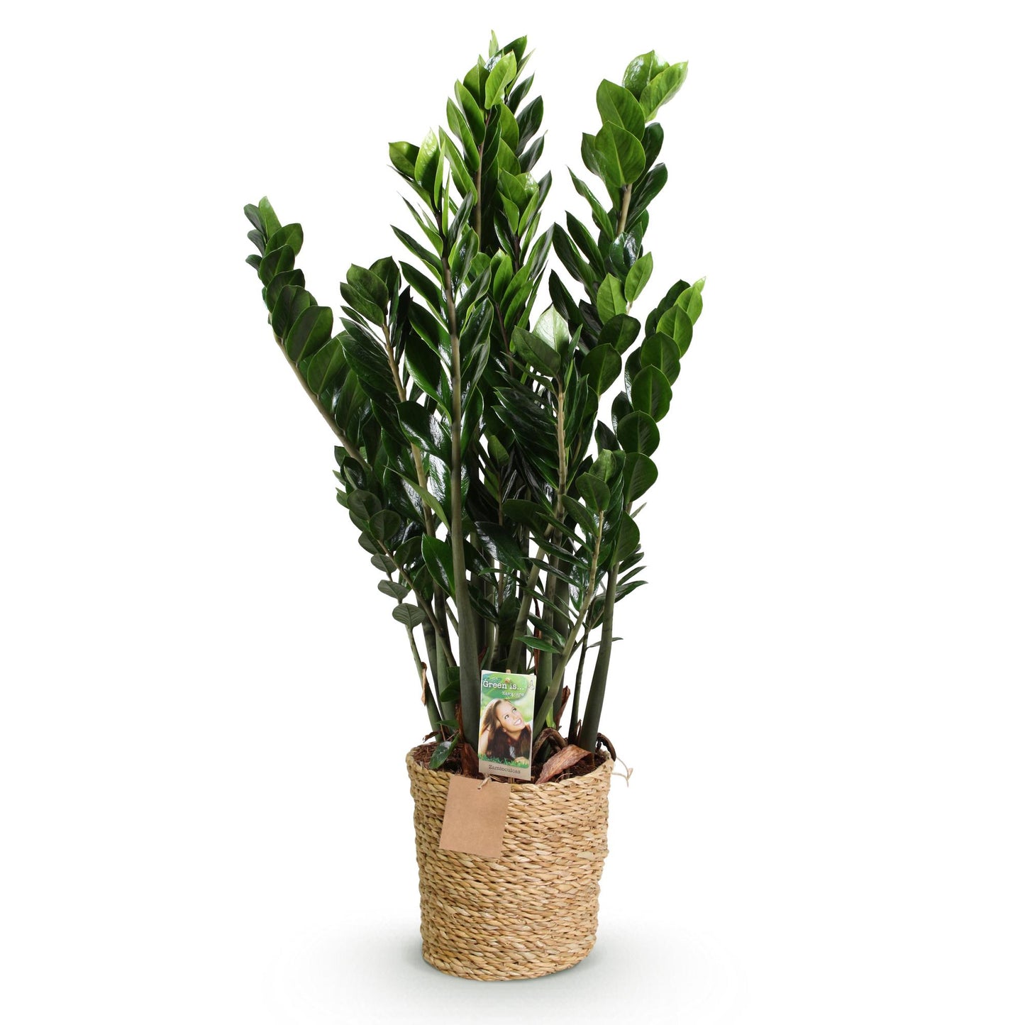 Green boutiQ - Houseplants - Zamioculcas - ZZ plant - Low maintenance - with basket - Green - 1 Plant - Pot 21cm - Height 80-90cm