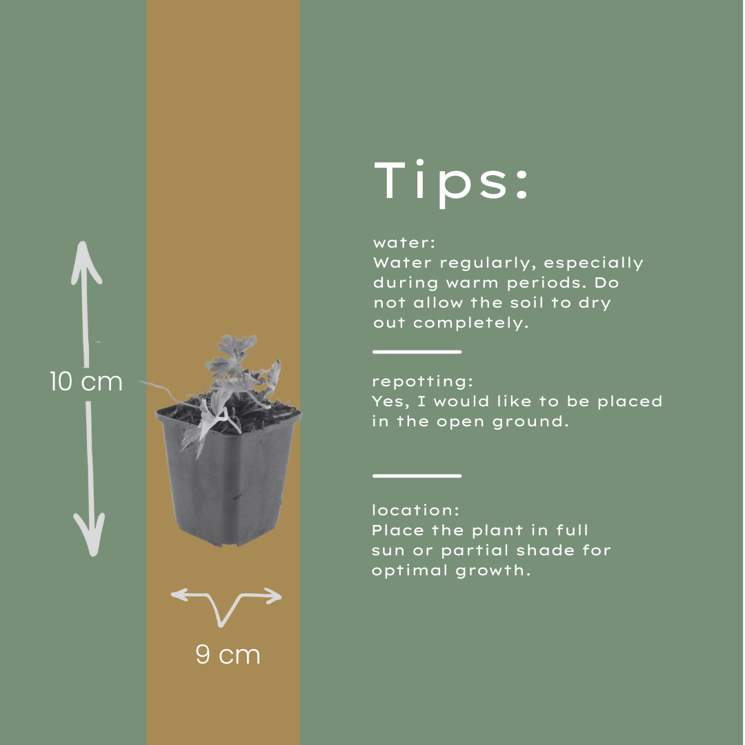 60x Geranium 'Azure Rush' - ↕10-25cm - Ø9cm