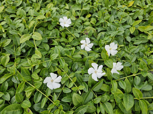 60x Vinca minor 'Gertrude Jekyll' - ↕10-25cm - Ø9cm