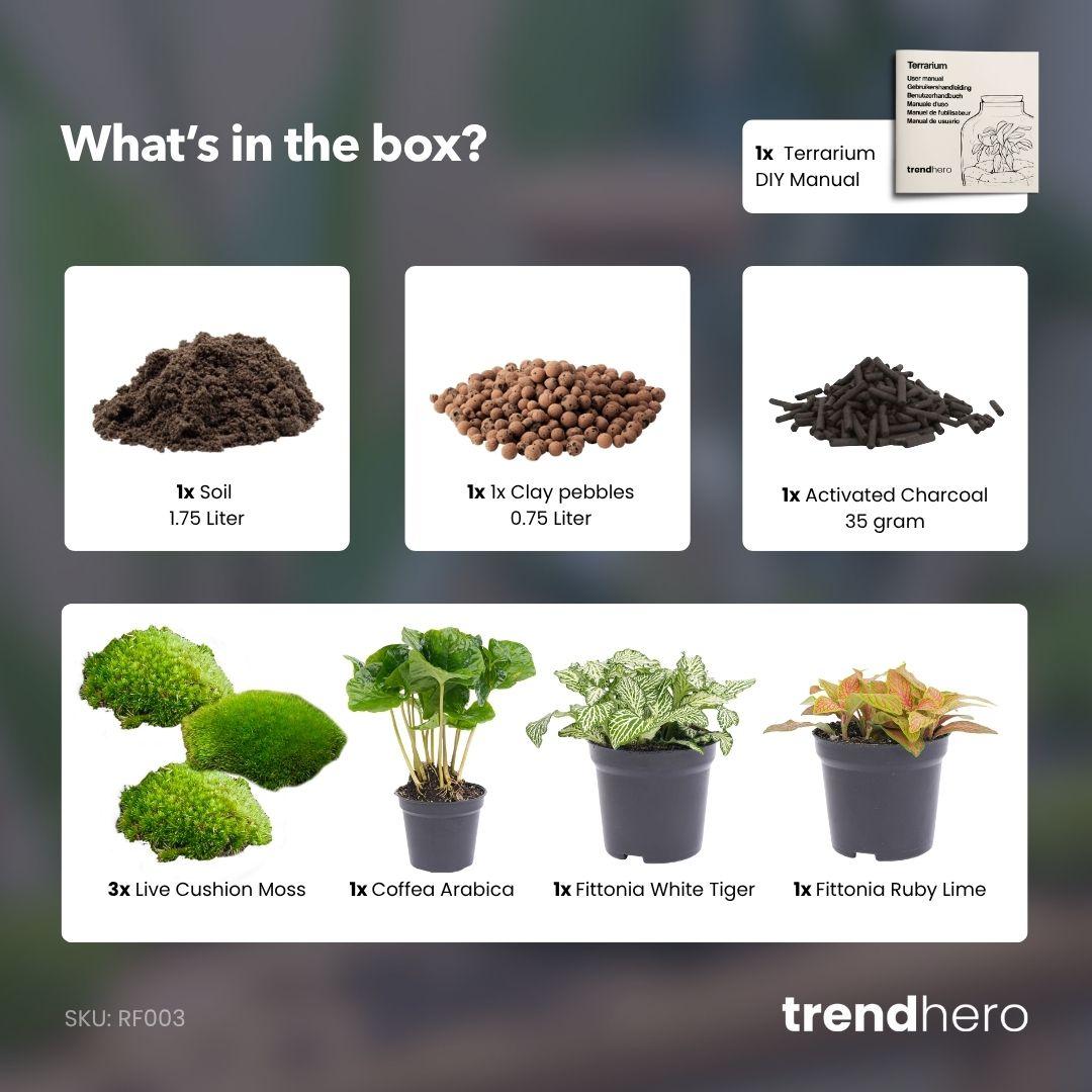 Plant terrarium refill &amp; starter pack - Coffea Arabica