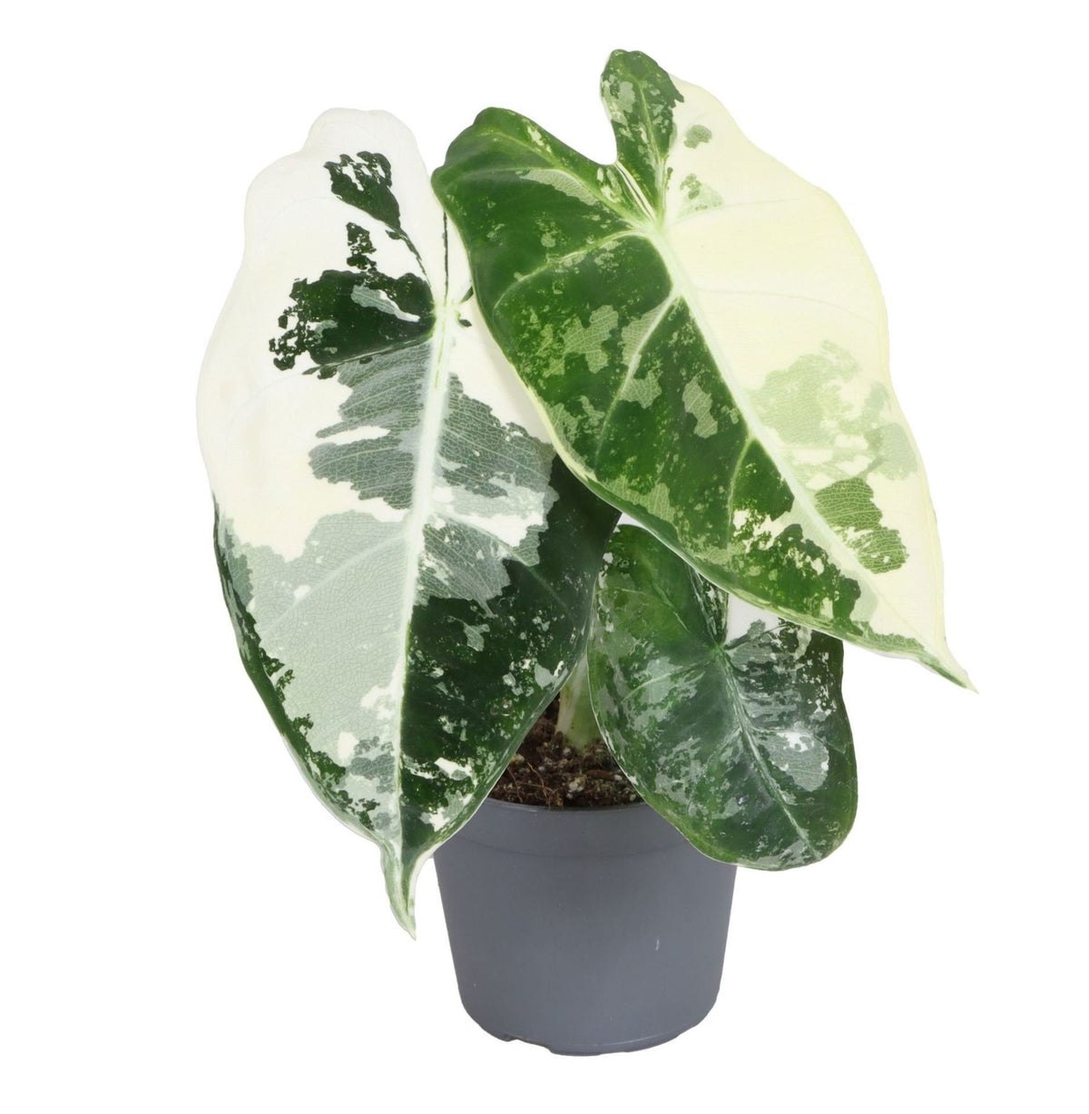 Alocasia Frydek Variegata - Alocasia Frydek Variegata - Green - Variegated - Tropical - Ø6cm - ↕12cm