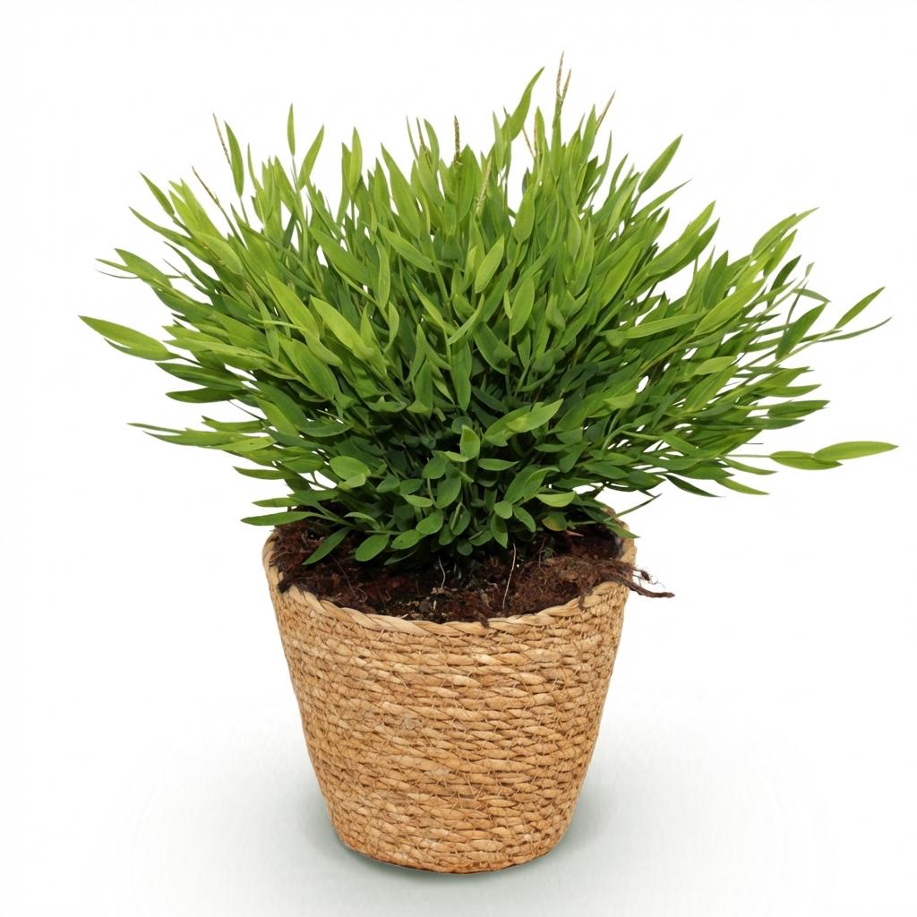 Houseplant - Bamusa Pogonatherum Monica - Bamboo Grass - Pet-Friendly Plant - Green - 1 Plant - with Basket - Pot 12cm - Height 20cm