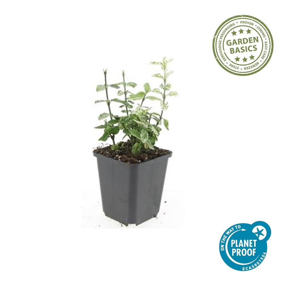 48x Euonymus forte. 'Arlecchino' - ↕10-25cm - Ø9cm