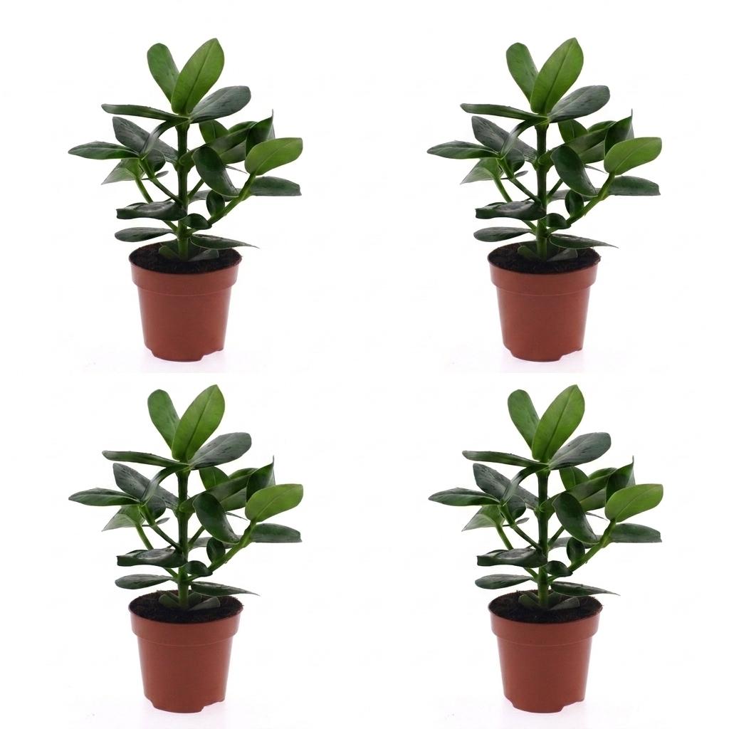 Clusia Princess - Clusia - 4 Piante - Vaso 12cm - Altezza - 40cm