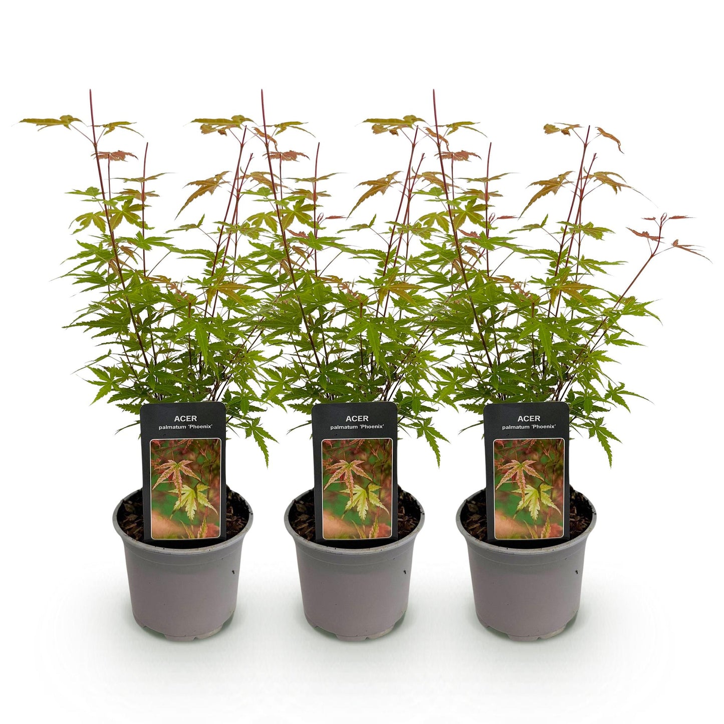 Green boutiQ - Garden Plant - Acer palmatum Phoenix - Pink - 3 Plants - Deciduous - Low Maintenance - Pot 12cm Height 35cm