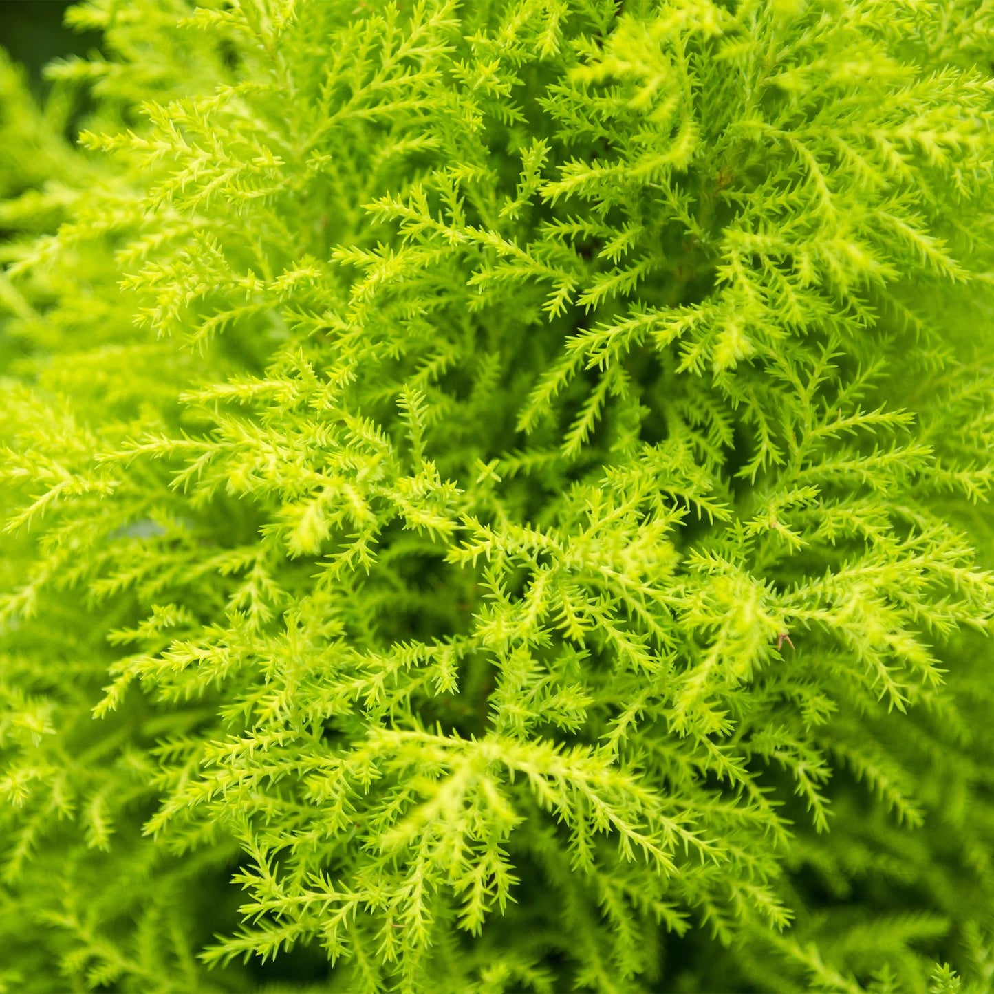 Green boutiQ - Houseplants - Cupressus Gold Crest Wilma - House conifer - Low maintenance - Green - 1 Plant - with Potter White - Pot 21cm - Height 85-95cm