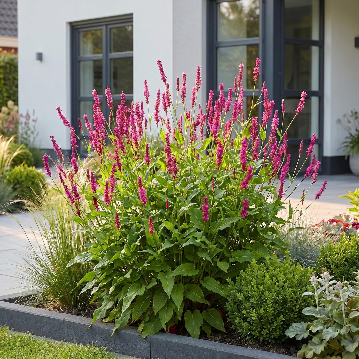 Vasteplant - Persicaria amplexicaulis - Duizendknoop - Schaduw - Rood - 1 Plant - Pot 11cm - Hoogte 15-25cm