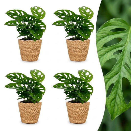 Green boutiQ - Monstera Adansonii - Monstera Adansonii - 4 Plants - with Basket - Pot 12cm - Height - 25cm