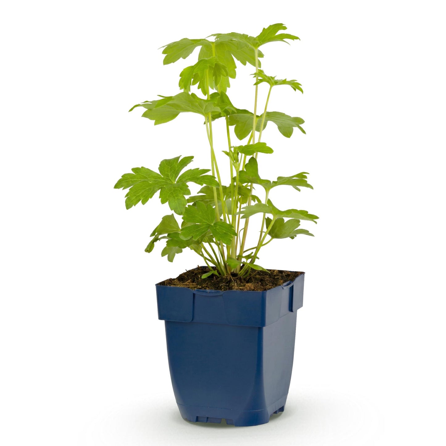 Green boutiQ - Plante vivace - Delphinium (P) Astolat - Gloire du jardin - Attire les abeilles et les papillons - Rose - 24 Plantes - Pot 11cm - Hauteur 15-25cm