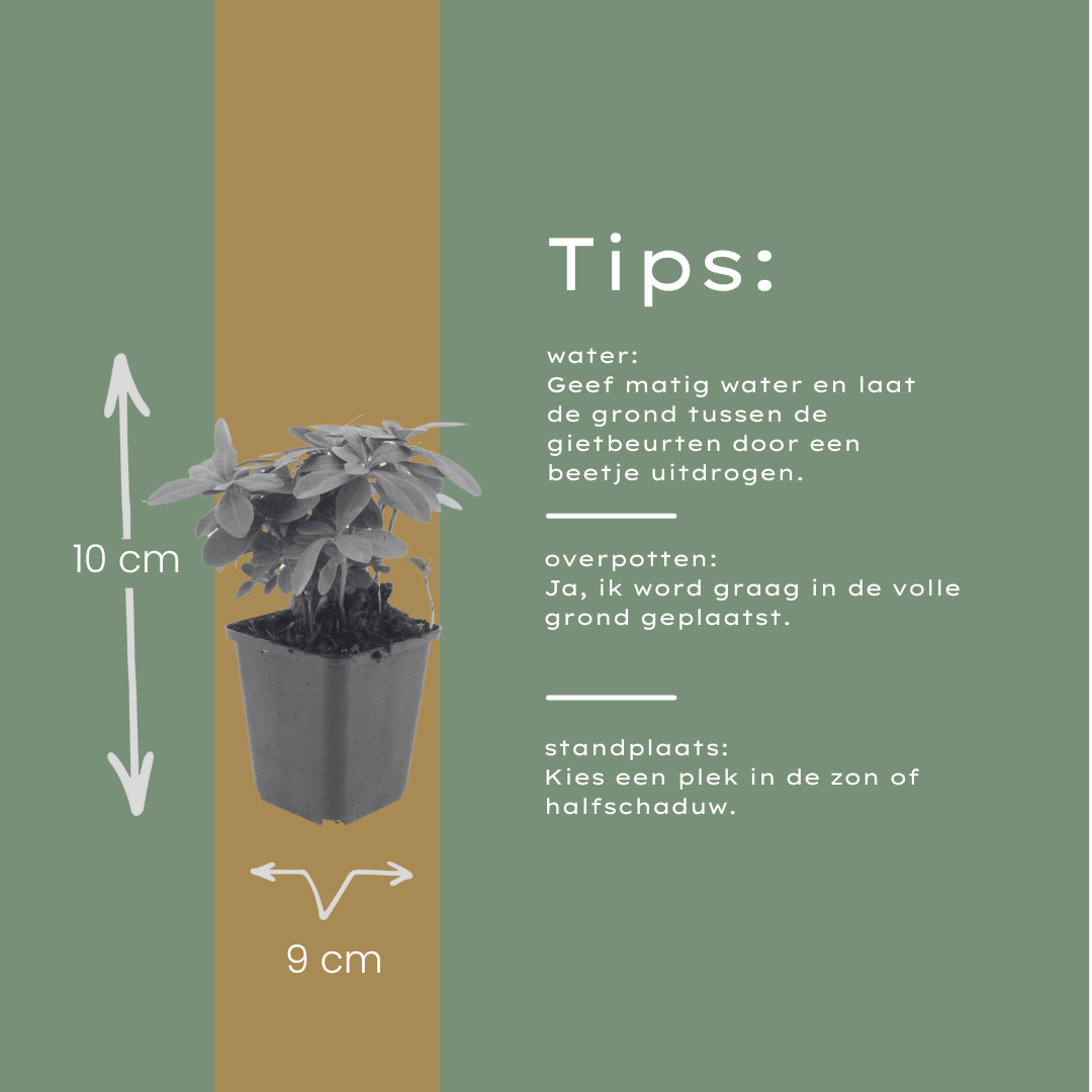 60x Euphorbia amygdal. robbiae - ↕10-25cm - Ø9cm