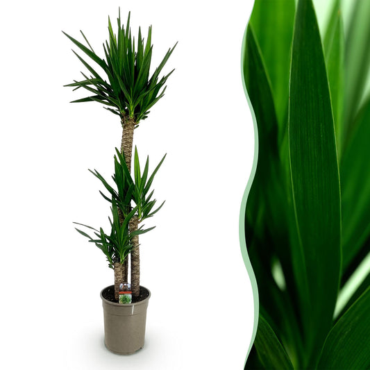 Houseplant - Yucca elephantipes - Yucca - Low maintenance - Green - 1 - Pot 27cm - Height 170cm