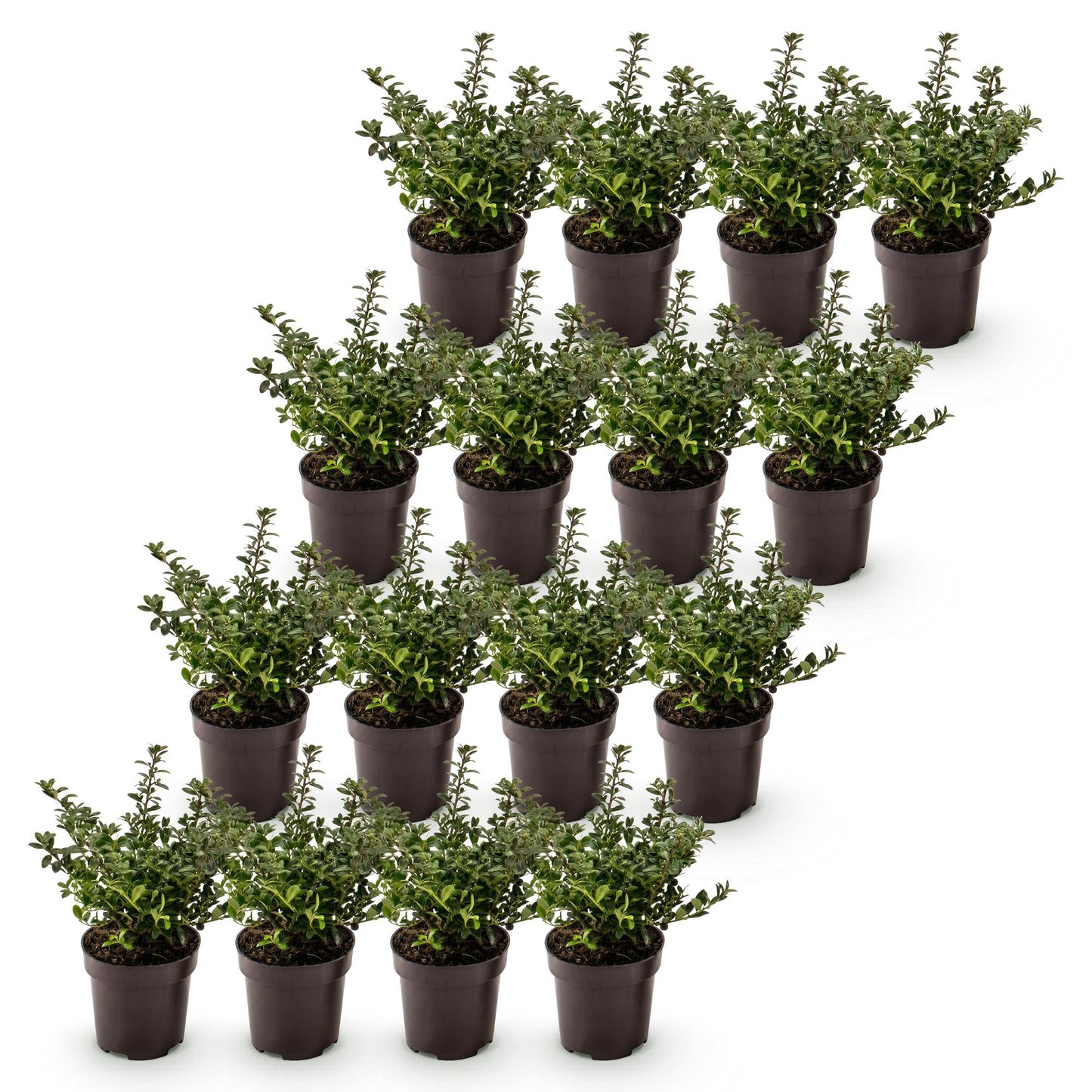 Green boutiQ - 16x Ilex crenata Stokes - Agrifoglio Giapponese - Piante da siepe - Sempreverdi - Verdi - Vaso 9cm - Altezza 20-30cm