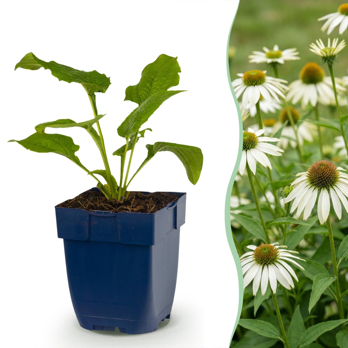 Green boutiQ - Perennial - Echinacea purp. Alba - Coneflower - Bee and butterfly attractors - White - 6 Plants - Pot 11cm - Height 15-25cm