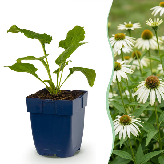 Green boutiQ - Perennial - Echinacea purp. Alba - Coneflower - Bee and butterfly attractors - White - 6 Plants - Pot 11cm - Height 15-25cm