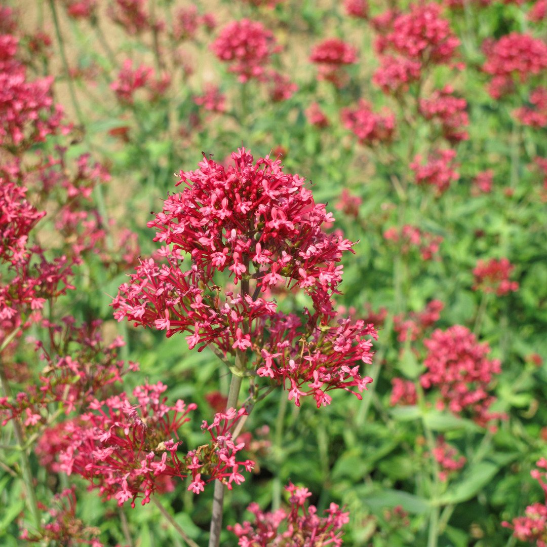 48x Red Valerian 'Coccineus' - ↕10-25cm - Ø9cm